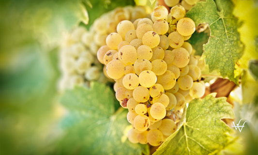 Grape Riesling in vineyard