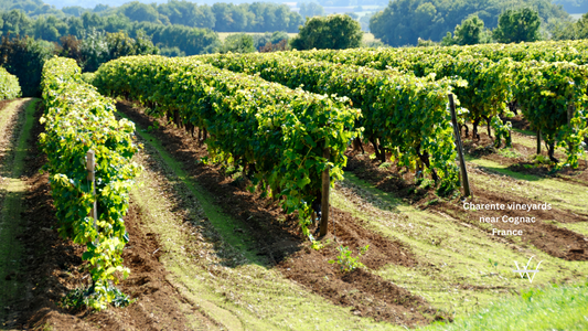Grape Vines in a Vineyard near Cognac