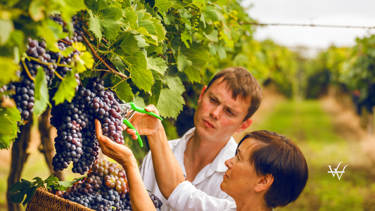 Grape harvest (1)