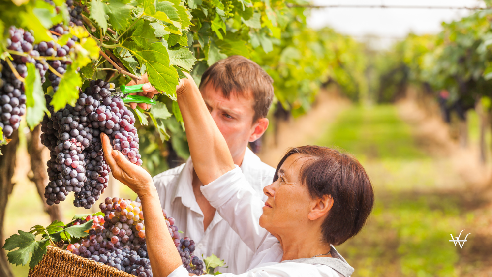 Grape harvest