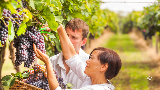 Grape harvest