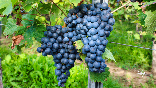 Grapes