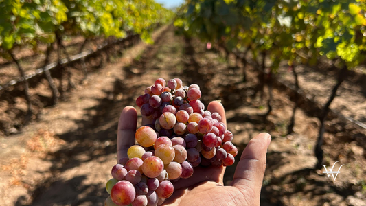 VSPT Wine Group Achieves 47% Cut in CO₂ Emissions Intensity, Reinforces Net Zero Commitment