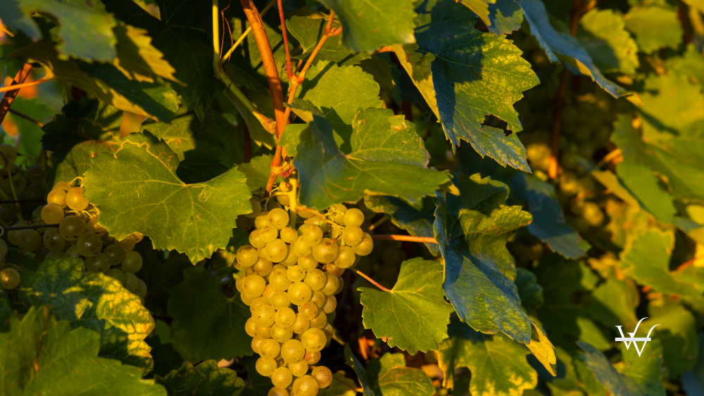Grapes in Tokaj region, Great Plain, Hungary