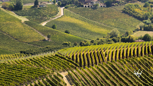 Green vineyards in Langhe Piedmont Italy wine production