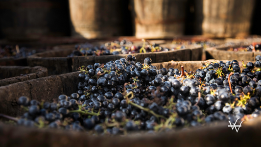 Grenache grapes to make wine