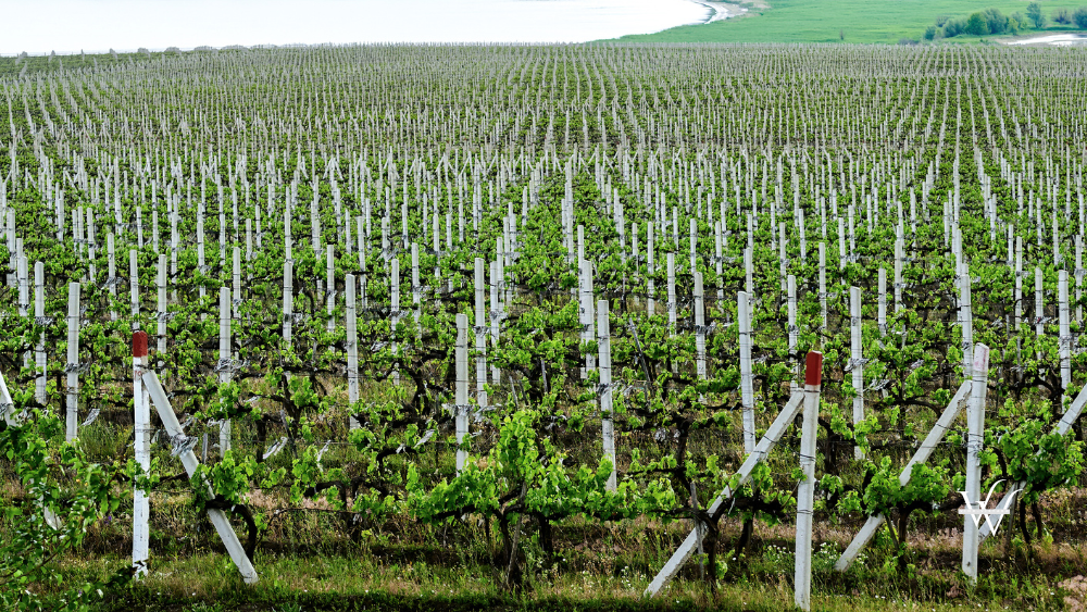 Growing Vineyards in Moldova