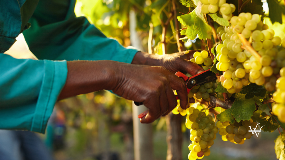 Harvester_Hands