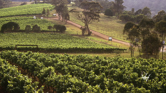 Hunter Valley Vineyards
