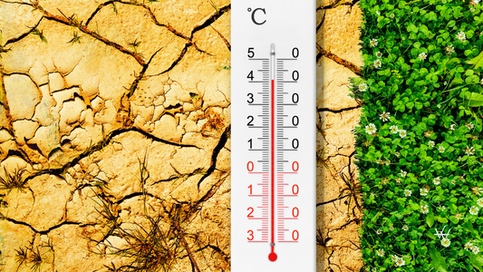 Israel Wine Making Climate Change