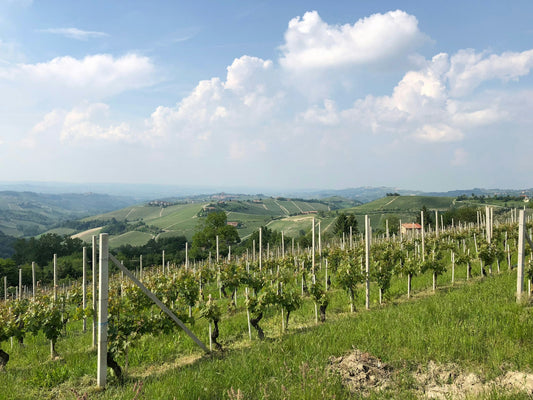 Italy Piedmont Piemonte vineyards