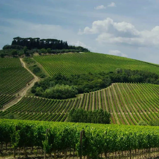 Italy Tuscany Toscana Bunello din Montalcino Vineyard