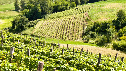 Italy, Piedmont Region, Langhe. Scenic Wineyard Close to Barbare