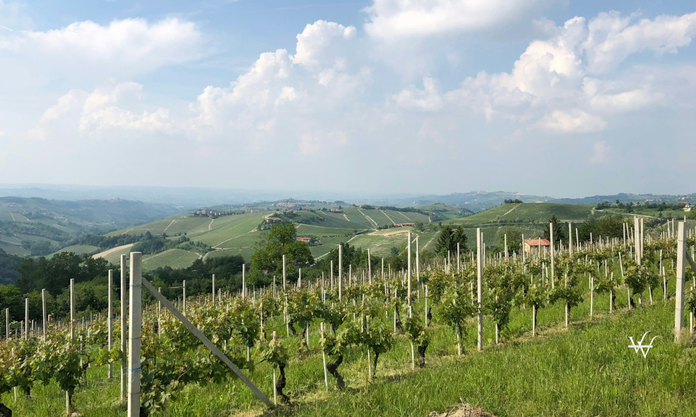 Italy Piedmont Vineyard