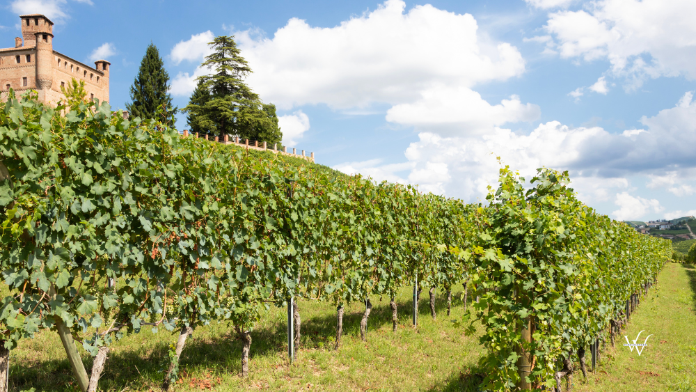 Italy Piedmont Vineyard (1)