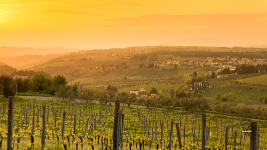 Italy Toscana Chianti Vineyard