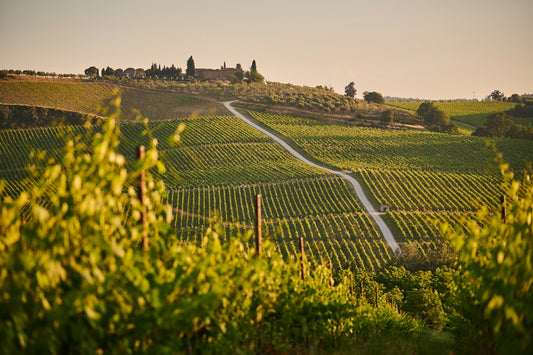 Italy Tuscany Vineyard Sunset