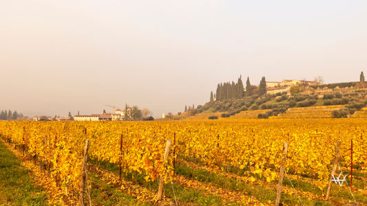 Italy Verona Lake Garda Valpolicella Vineyards
