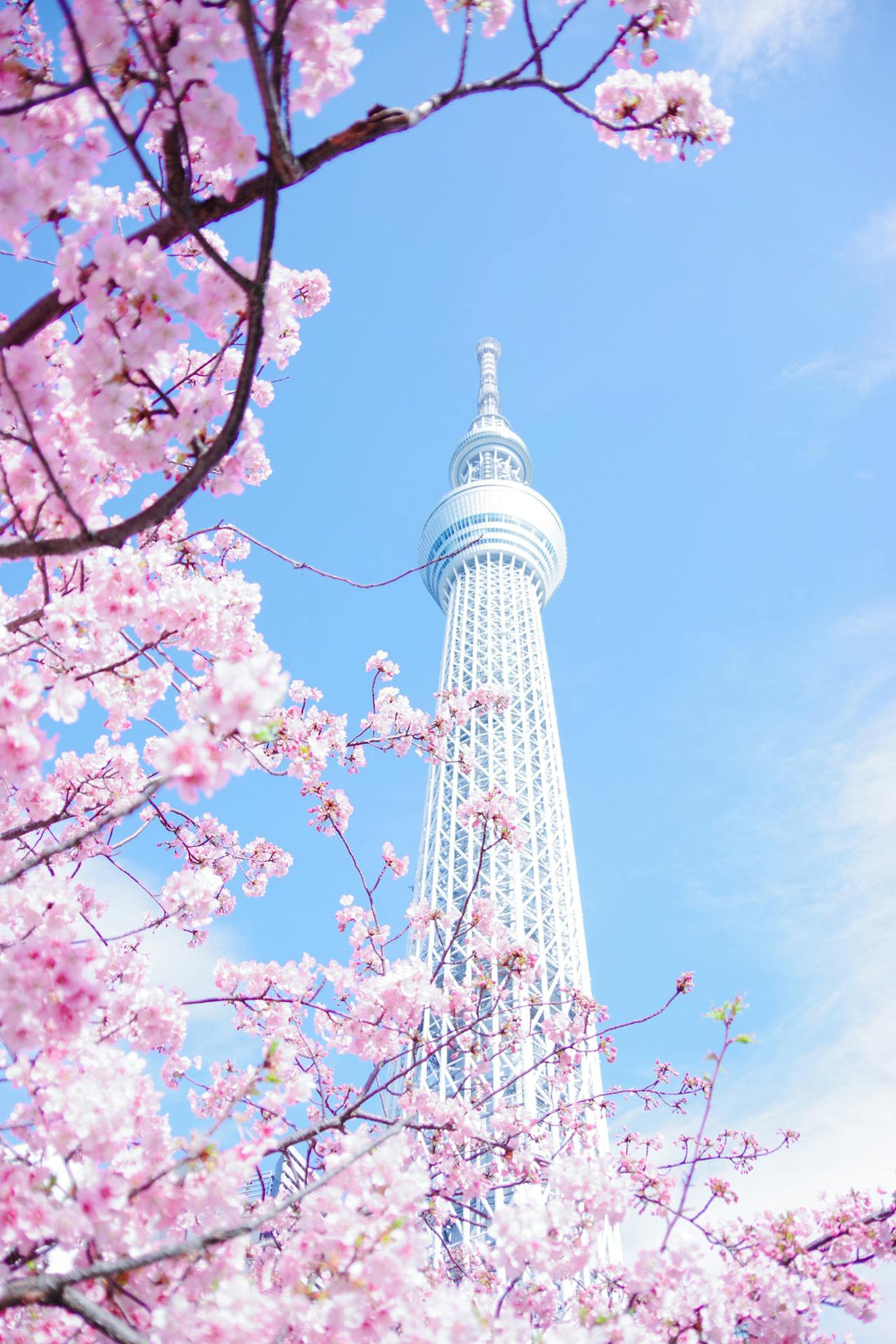 Japan Tokyo Pink Cherry Blossom