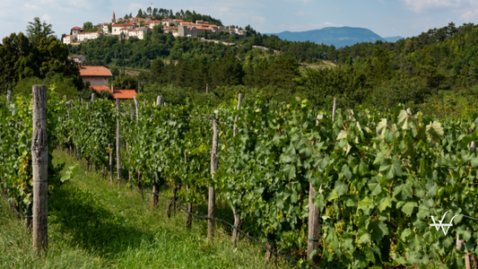 Komen, Slovenia -Vineyards (strada del vino del Kras) (terrano,teranton,izbrani teran)