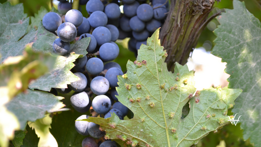 Leaf grapes phylloxera