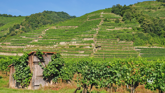 Lower Austria Wachau Vineyard