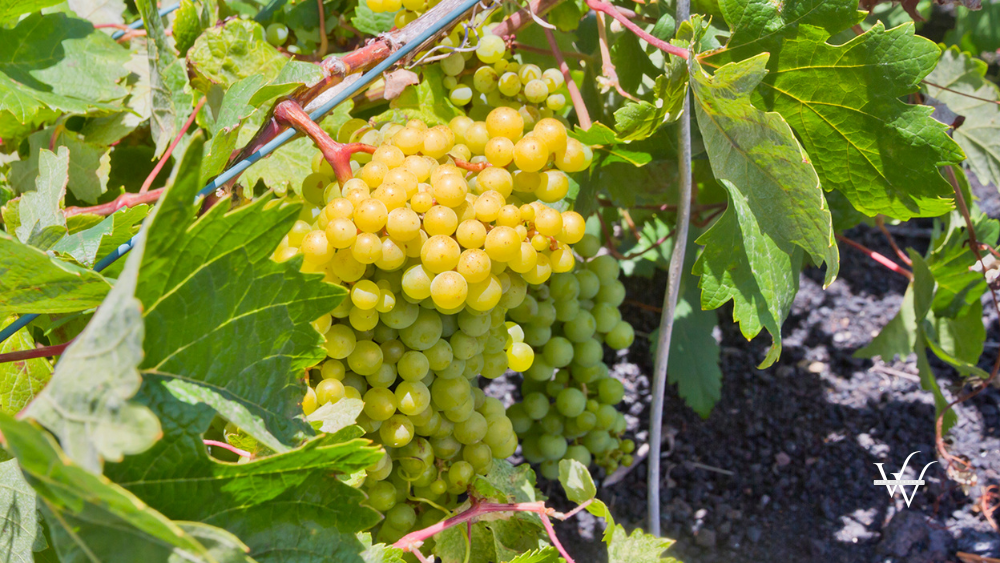 Malvasia Grapes