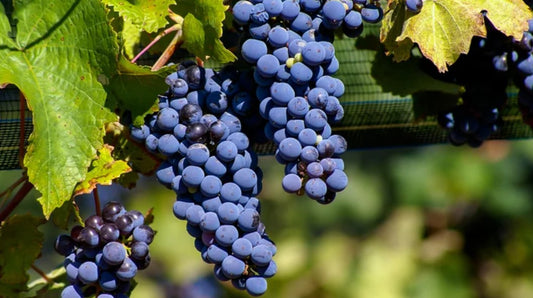 Mature Malbec grapes in the Lujan de Cuyo of Argentina - Juan Cruz de Frias shutterstock.com
