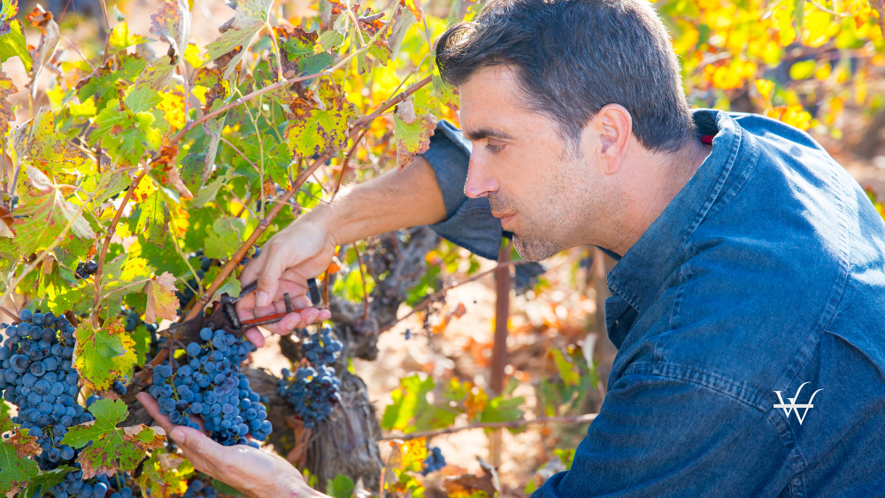 Mediterranean_Vineyard_Farmer_Harvest_Cabernet_Sauvignon
