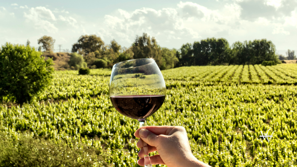 Mendoza, sun land and the good wine