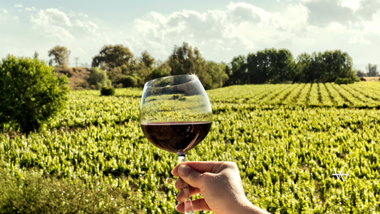 Mendoza, sun land and the good wine