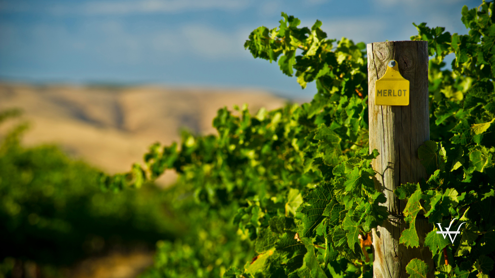 Merlot Grape Vines