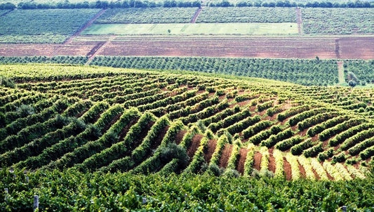 Moldavian vineyards