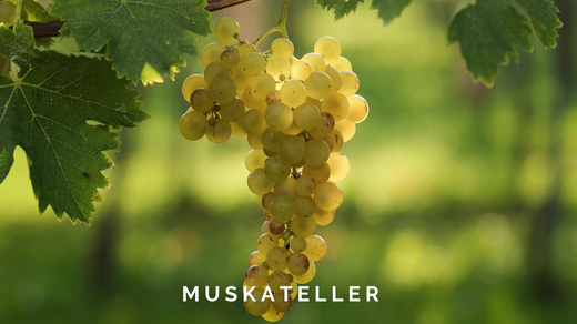 Muskateller Grape