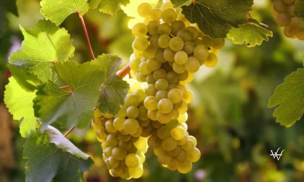 Neuburger Grape