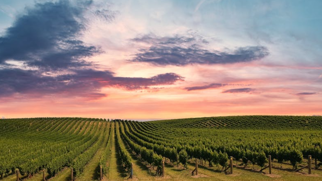 New Zealand Vineyard