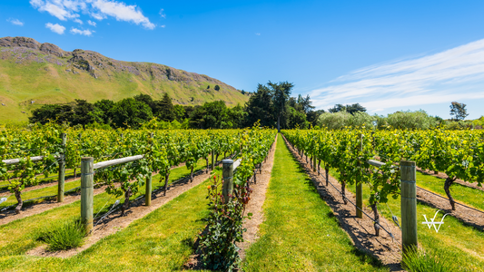 New Zealand Vineyard (1)