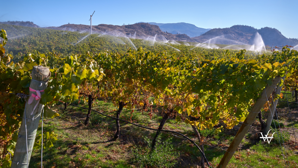 Okanagan Vineyard Irrigation