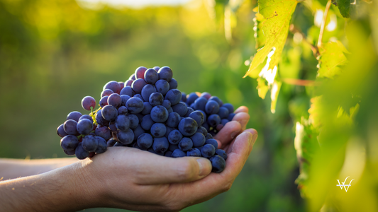 Organic Vineyard Grape