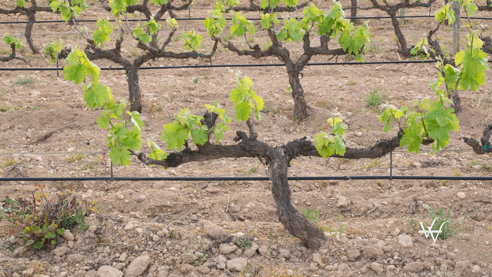 Penedes vineyards