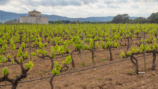 Penedes vineyards
