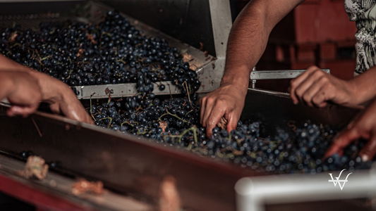 People Selecting Grapes in Wine Production