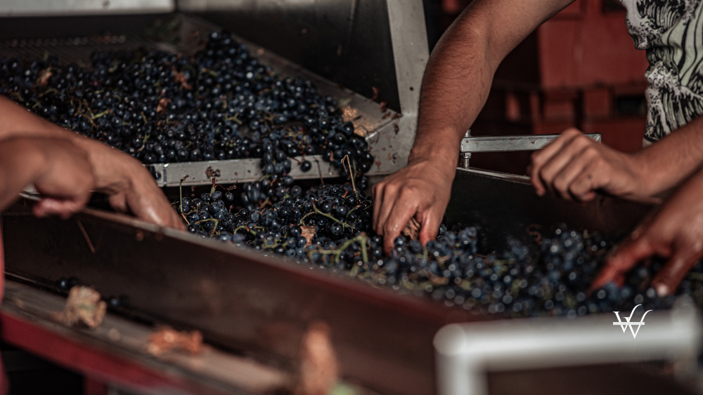 People_Selecting_Grapes_in_Wine_Production