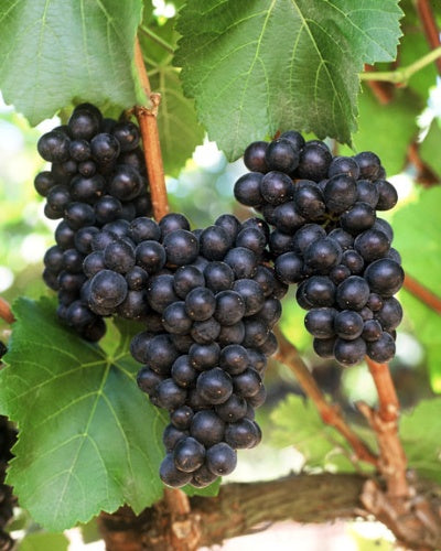 Pinot Noir Grapes