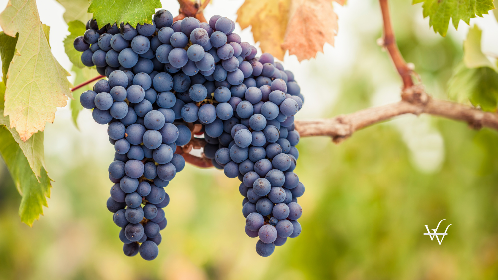 Pinot Noir grapes