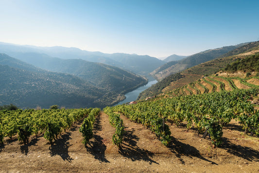 Portugal Douro Valley Vineyards