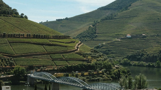 Portugal Douro Valley Vineyards