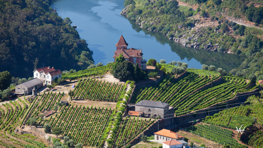 Portugal Douro Valley Vineyards