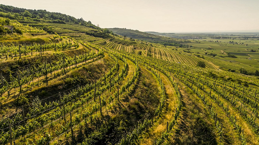 Ried Heiligenstein in the Kamptal, in spring © Austrian Wine  Robert Herbst