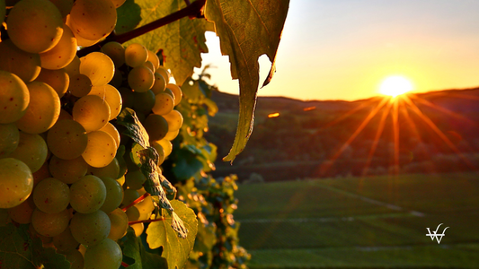 Riesling Grape at Sunset